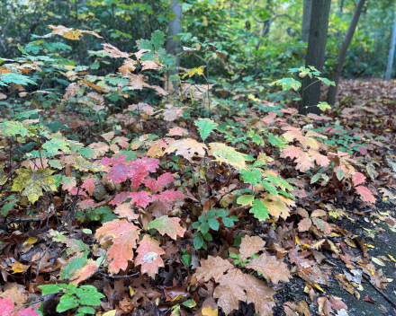 Wandelen in An 'hare nof'