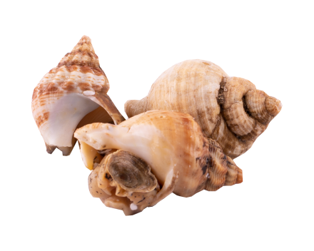 Is't voor t'eten?