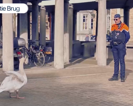 Zwaan Houdini wordt beperkt in zijn straatartiest ambities