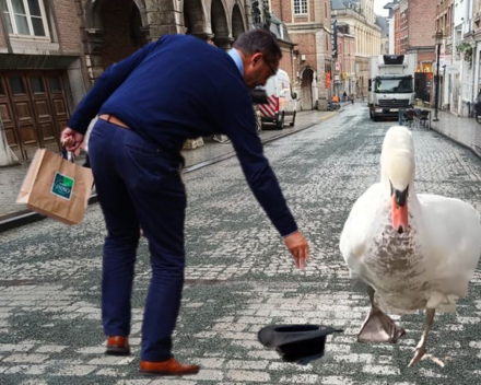 Zwaan Houdini wordt beperkt in zijn straatartiest ambities