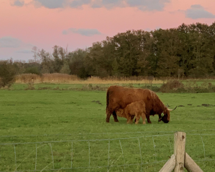 Genieten in het Zwin